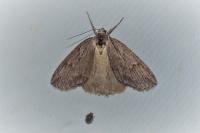 Pachycnemia hippocastanaria hippocastanaria