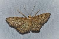 Idaea moniliata