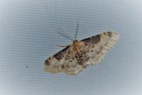 Idaea filicata