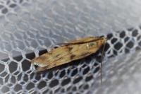 Homoeosoma sinuella