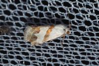 Eublemma candidana