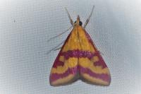 Pyrausta sanguinalis
