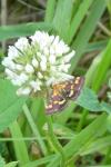 Pyrausta purpuralis