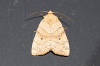 Cosmia trapezina