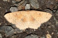 Cyclophora porata