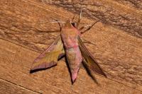 Deilephila porcellus