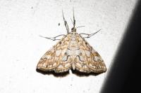 Elophila nymphaeata