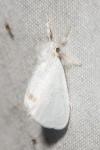 Sphrageidus similis
