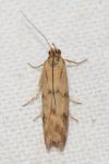 Homoeosoma sinuella