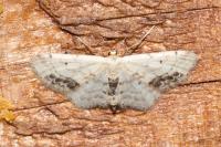 Idaea dimidiata
