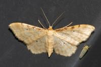 Idaea fuscovenosa