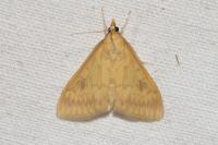 Ostrinia nubilalis