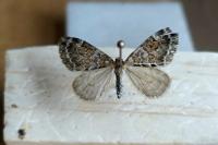 Thera obeliscata