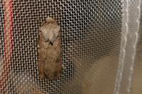 Agrotis segetum