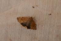 Cosmia affinis