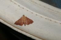Endotricha flammealis