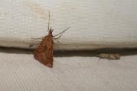 Synaphe punctalis