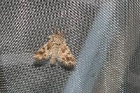 Hadena bicruris