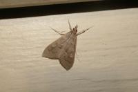 Mecyna asinalis