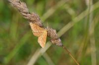Idaea ochrata