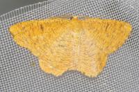 Angerona prunaria