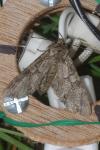 Apamea sordens