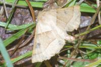 Crocallis elinguaria