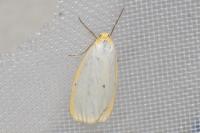 Cybosia mesomella