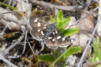 Eurrhypis pollinalis