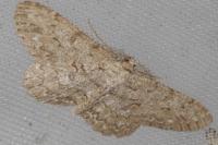 Hypomecis punctinalis