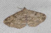 Peribatodes rhomboidaria rhomboidaria