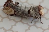 Phalera bucephala