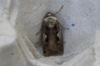 Xestia c-nigrum
