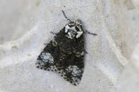 Craniophora ligustri