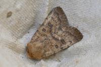 Hoplodrina octogenaria/alsinides