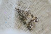 Eudonia lacustrata