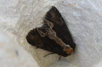 Dypterygia scabriuscula