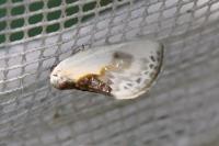 Cilix glaucata