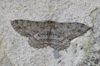 Hypomecis punctinalis