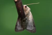 Hoplodrina octogenaria/alsinides