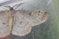 Hypomecis punctinalis