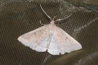Polypogon plumigeralis