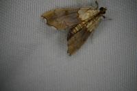 Agrotera nemoralis
