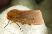 Phragmatobia fuliginosa