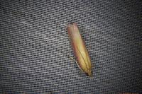 Oncocera semirubella