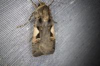Xestia c-nigrum