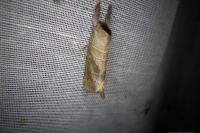 Clostera anastomosis