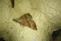 Hypena proboscidalis