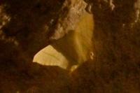 Ourapteryx sambucaria