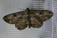 Peribatodes rhomboidaria rhomboidaria